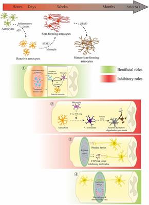 Dissecting the Dual Role of the Glial Scar and Scar-Forming Astrocytes in Spinal Cord Injury